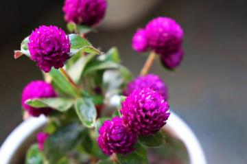 Best Summer Flowers To Easily Plant In Your Garden