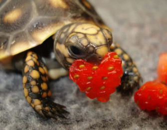 Cute Turtle Picture Wallpaper