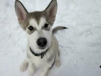 Baby Husky Wallpaper