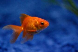 Things You Didn T Know About Fish A Moment Of Science Indiana