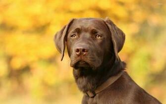 Brown Labrador Retriever Gazing Wallpaper Animal