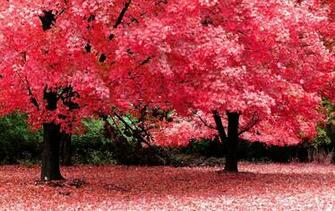 Nature Spring Wallpaper Computer