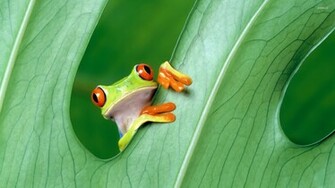 Red Eyed Tree Frog Wallpaper Animal