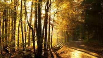 Logging Road Wallpaper Collection