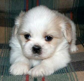 Shih Tzu Puppies Cute And Lovely To