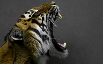 G Hnen Tiger Wallpaper Tiere 3d F R Desktop Bilder