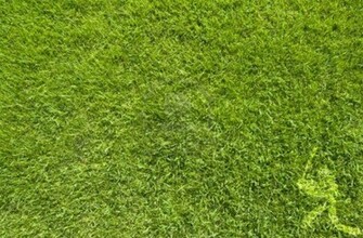 Showing Gallery For Baseball Field Grass Background
