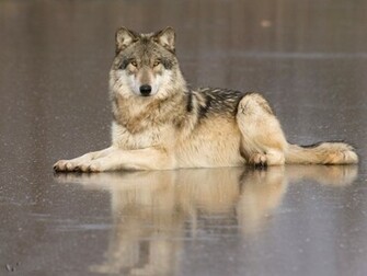 Timber Wolf Wallpaper