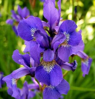 Summer Flowers Are One Of A Kind Beauty Flower Types Ranging