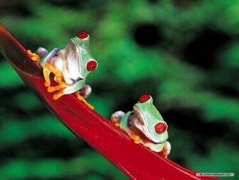 Frog Wallpaper Frogs
