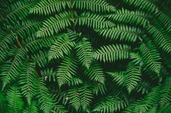 Green Texture Pictures Image