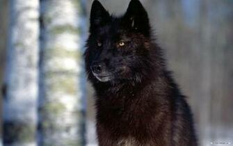 Wallpaper Animal Wolf