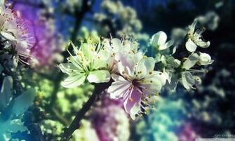 HD Desktop Widescreen High Pixel Popular Wallpaper