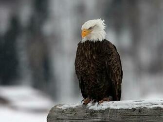 Birds Of Prey Motorsports Image Crazygallery Info