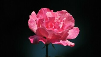 Pink Roses On A Black Background Wallpaper Rose Flower Image