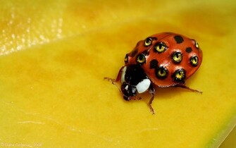 Weird Ladybug Desktop Pc And Mac Wallpaper