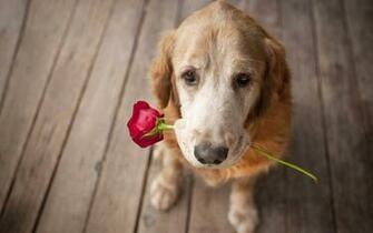 HD Dogs Wallpaper And Photos Animals