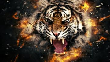 Wallpaper Tiger HD Group 4k