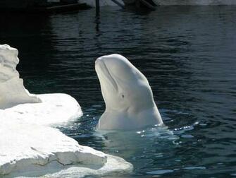 Beluga Whale HD Desktop Wallpaper 7wallpaper Net