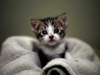 Proxecto Gato Cats Wallpaper By BigHDwallpaper