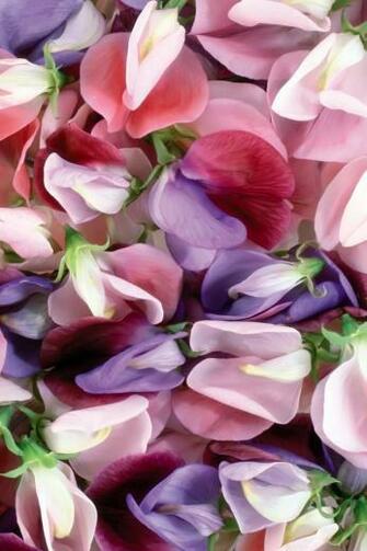Purple And Pink Flowers iPhone 4s Wallpaper