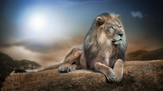 Leon King The Most Famous Wild Animal