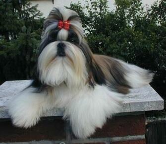 Shih Tzu Pictures Maltese Picture Haircuts