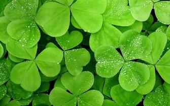 Clover Background Wallpaper