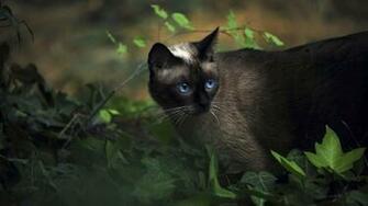Siamese Cat Wallpaper iPhone Screen