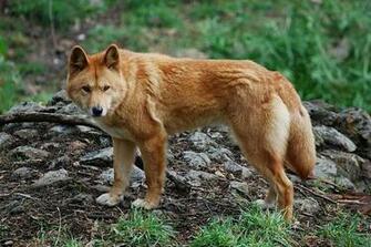 Dingo HD Desktop Wallpaper 7wallpaper Net