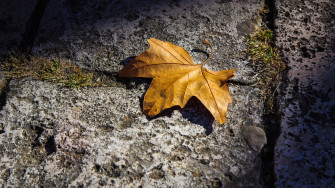Autumn Leaf Wallpaper