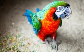 Macaws Wallpaper Animals Gallery Pc
