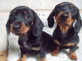 Mini Dachshund High Resolution Wallpaper Dogbreedswallpaper