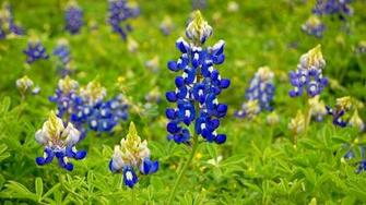 Bluebonnet HD Wallpaper Net