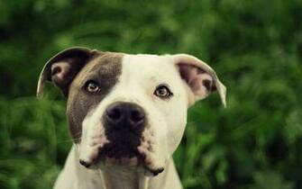 Pitbull Dog Wallpaper11 Jpg