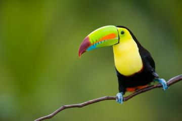 Toucan HD Wallpaper