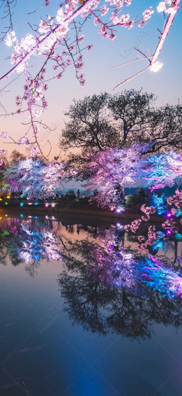 Cherry Blossom High Resolution Wallpaper