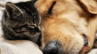 Cat And Dog Best Friends HD Wallpaper FullHDwpp Full