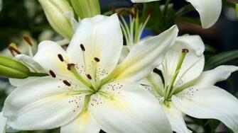 Large White Lilies Wallpaper And Image Pictures