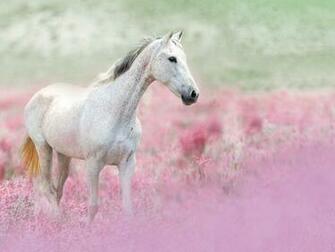 Horses Horse