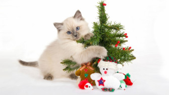 Holiday Christmas HD Wallpaper