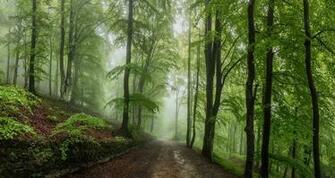 Morning Nature Spring Forest Road Haze Wallpaper