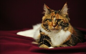 Tricolor Maine Coon Photo And Wallpaper Beautiful