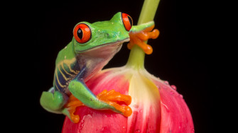 Tree Frog