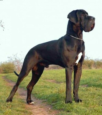 Great Dane Wallpaper
