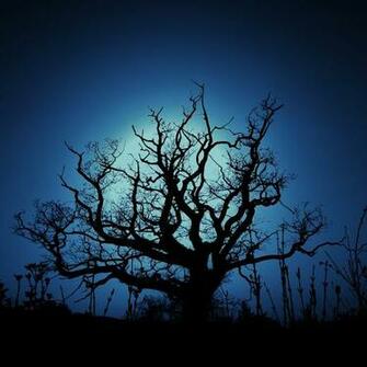 Dark Tree iPad Retina Wallpaper For iPhone X