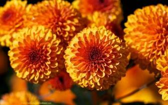 Orange Desktop Wallpaper HD Background Flower Beaut
