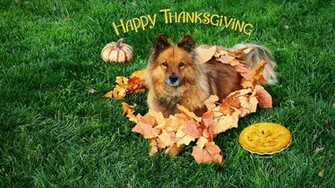 Holidays Thanksgiving Screensavers Image Wallpaper
