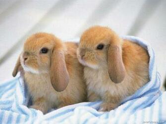 Rabbits Wallpaper