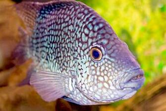 Saltwater Fish Gallery Wallpaper HD